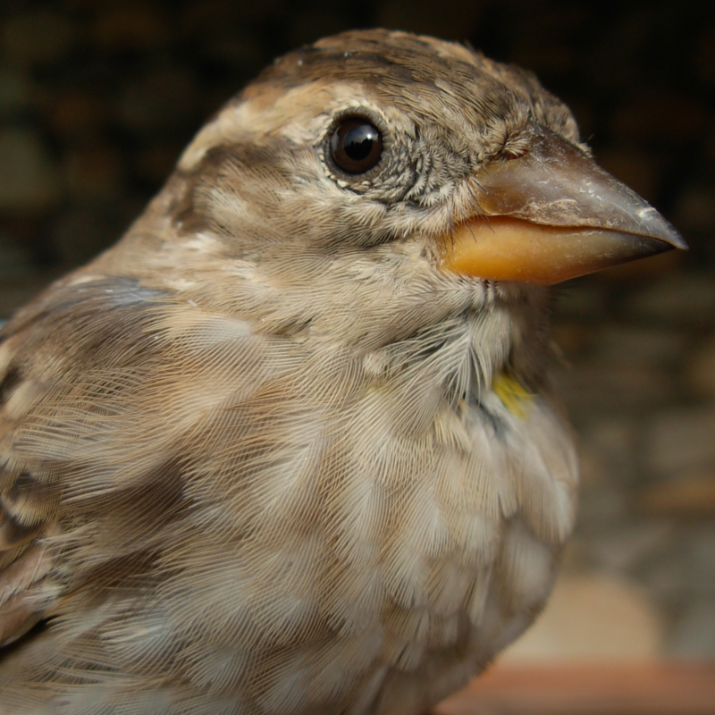 Moineau soulcie